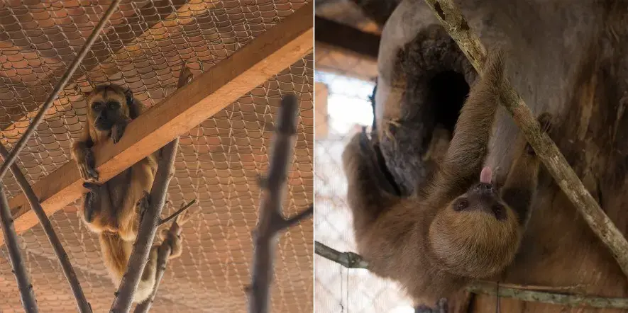 A howler monkey (left) and a sloth, rescued during the cleaning of the Sinop Hydroelectric Power Plant reservoir area, are waiting to be relocated to a wildlife screening center in Mato Grosso. Image by Juliana Arini. Brazil, 2019.
