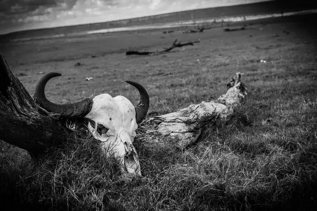 Animal skull on a conservation. Image by Martin Totland. South Africa, 2017.