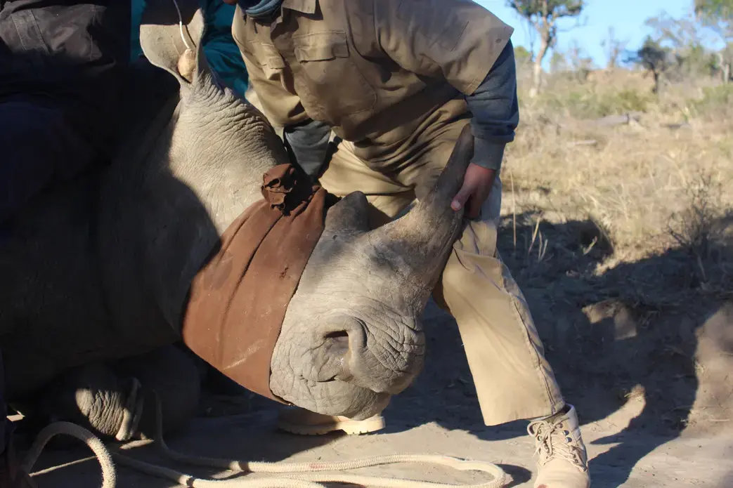 It takes an army to maintain rhinos on a reserve. Captured here, the entire team works with wildlife veterinarian Dr. Fowlds to push a rhino onto its stomach to keep its lungs from collapsing during a small procedure. On average, a white rhino weighs around 4,000 lbs. Image by Kelsey Emery. South Africa, 2017.
