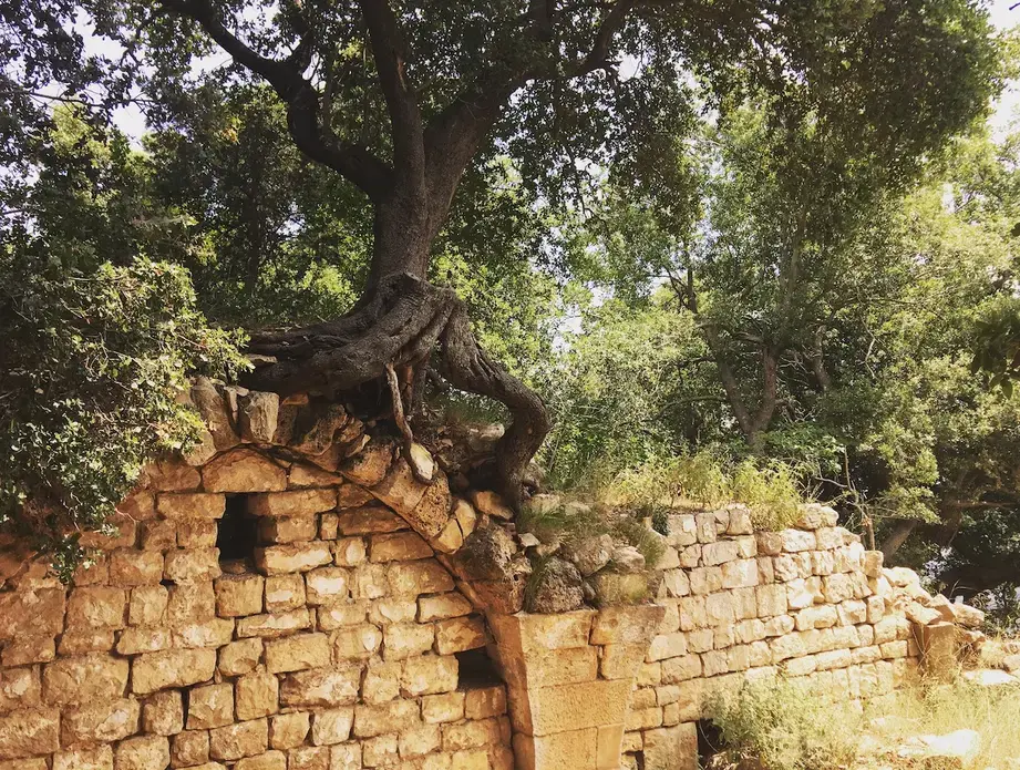 Interfaith collaboration roots conservation efforts in Akkar. Image by Catherine Cartier. Lebanon, 2019.