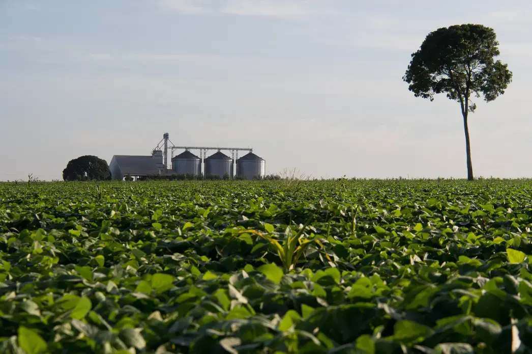 Silos to conserve soybeans and corn on the outskirts of Sinop, next to a soybean cultivation field where only a chestnut tree over 40 meters tall has survived from the Amazon rain forest that existed before. Image by Heriberto Araújo. Brazil, undated.