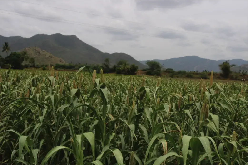 Another portion of Nehru’s land that he inherited. On this plot, he grows millet to sell.&nbsp;Image by Praveena Somasundaram. India, 2017.