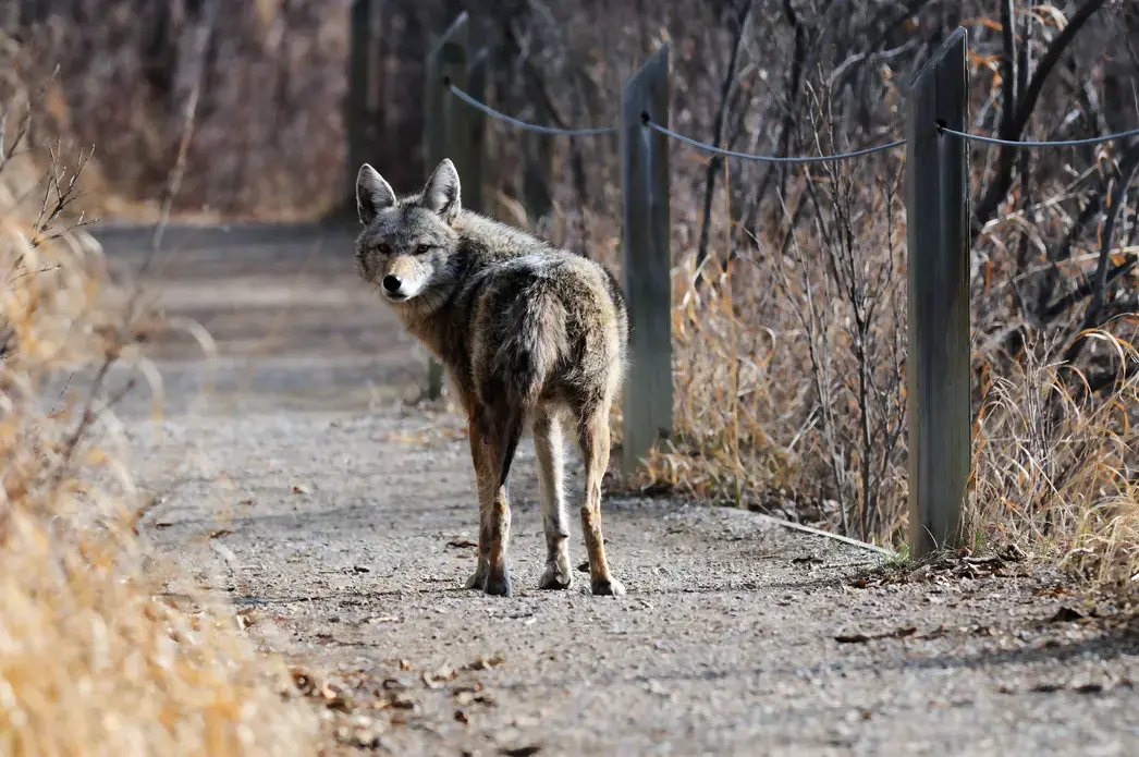 Coyote walking along the path at Inglewood Bird Sanctuary in Calgary, Alberta, Canada. Image by Rob McKay/Shutterstock. Canada, undated.