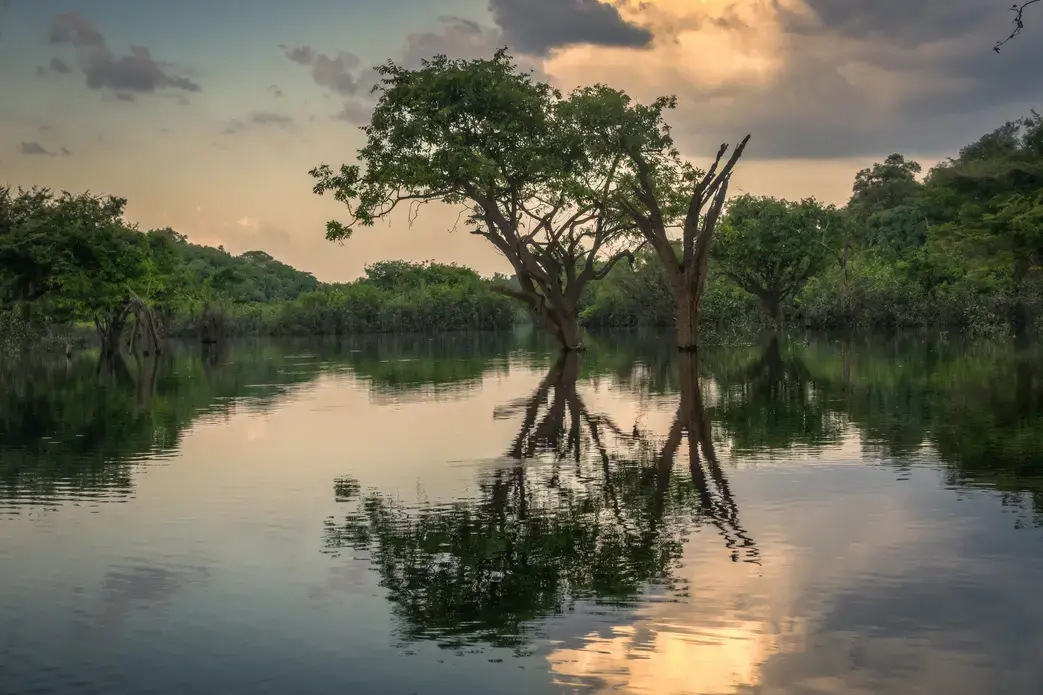 The Amazon River near Manaus, Brazil. Image courtesy of Flickr. Brazil, 2017.