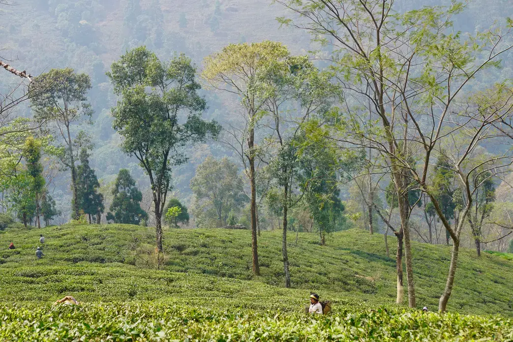 Situated at more than 7,000 feet, the tea estates of Darjeeling grow the Champagne of teas at the base of the Himalayas. Image by Esha Chhabra. India, 2017.