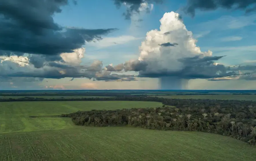 Mushrooming disaster: Thanks to logging, cattle ranching, and industrial agriculture, 16 percent of the Amazon has already been deforested. Image by Sam Eaton. Brazil, 2018.