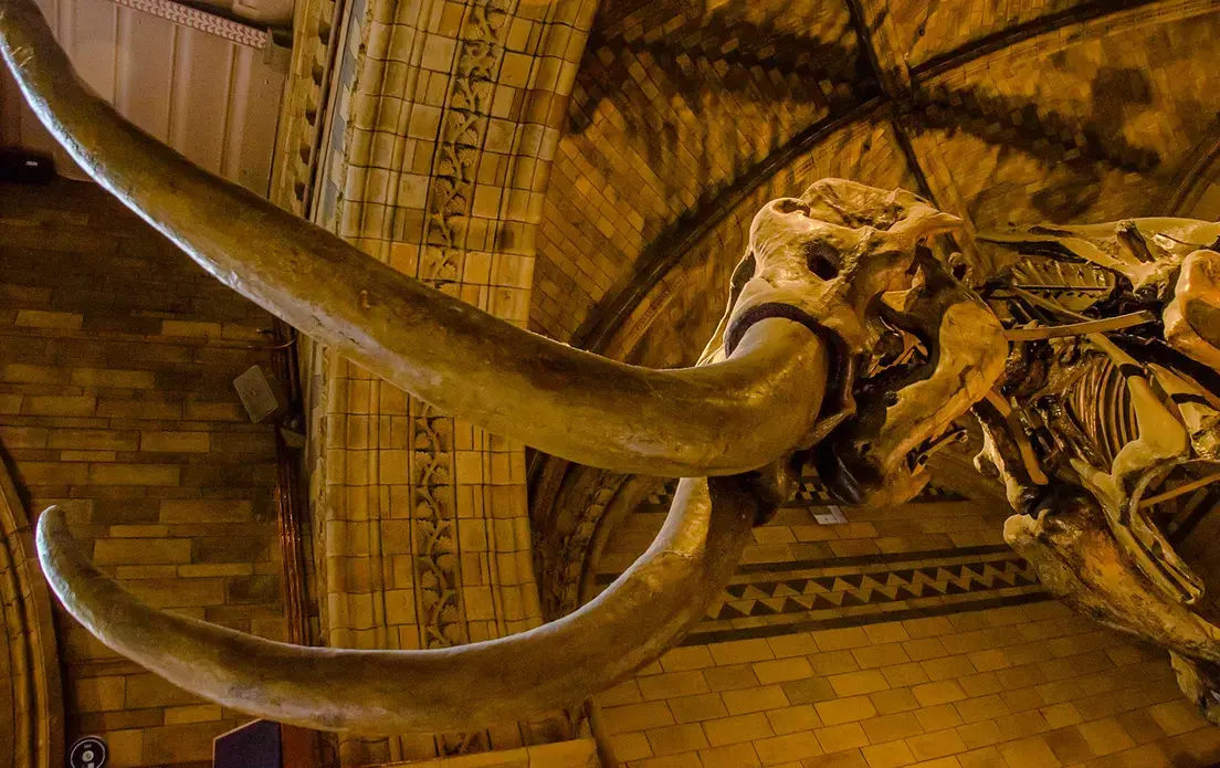 Wooly mammoth tusks are hot commodities in China. Image by Shutterstock. United Kingdom, 2019.