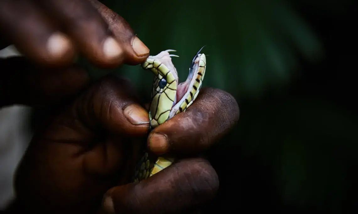 A dead Jameson’s mambas killed overnight by local farmers near the river Ruki in north-western Congo. Image by Hugh Kinsella Cunningham. Congo, 2019.