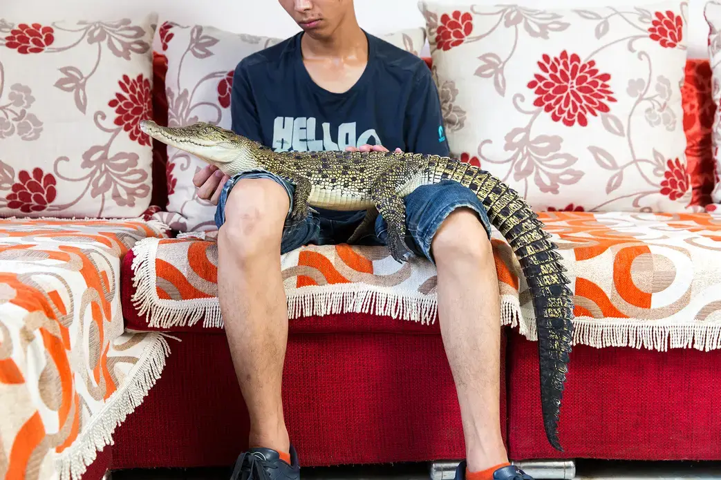 Shao Jian Feng, 26, holds a Saltwater Crocodile (Crocodylus porosus) in his home on the outskirts of Beijing. This juvenile is only two and half years old, but when fully grown can reach up to six metres, making it the largest reptile in the world. It's just one of five crocodilians he owns, along with two other large snakes. "There are twenty three crocodilian species in the world. We hope to collect all of them", he boasts. A Saltwater Crocodile can retail for up to 9000RMB (US$1500). In the wild, they…