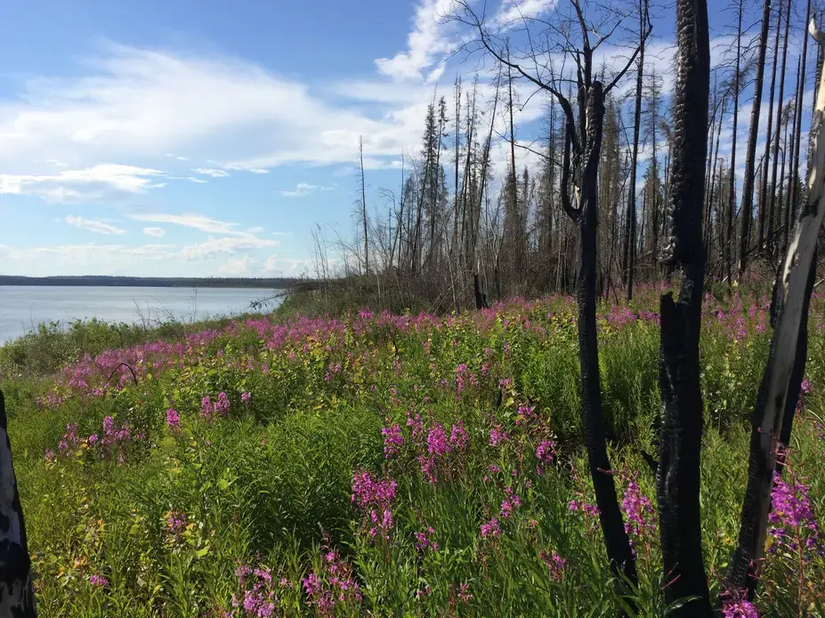 Wildflowers cover the scars of a forest fire near Jean Marie River, NWT. Image by Brian Castner. Canada, 2016.