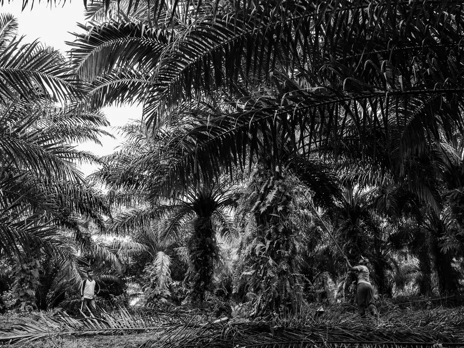 Brothers Puryito and Suswanto at work on an oil-palm plantation in Riau. Image by Xyza Cruz Bacani. Indonesia, 2018.