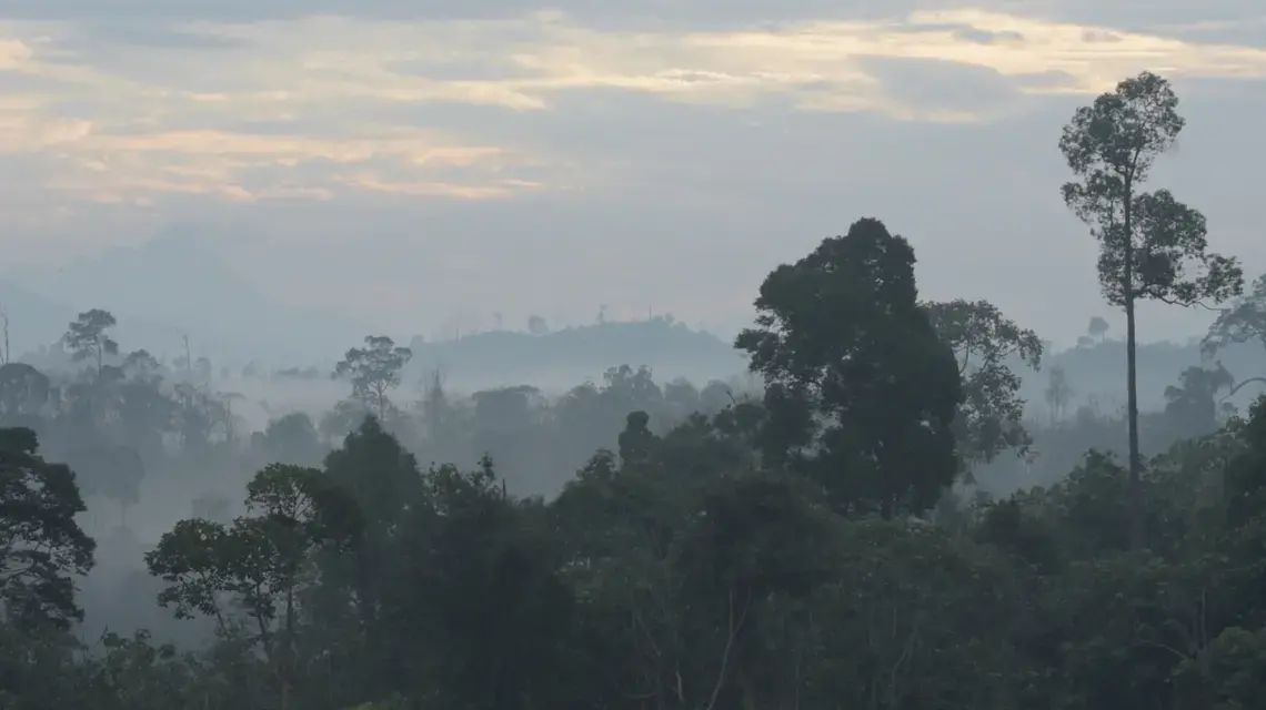 Early morning view of a primary growth forest in East Kalimantan, Borneo. Image by Kent Wagner. Indonesia, 2016.