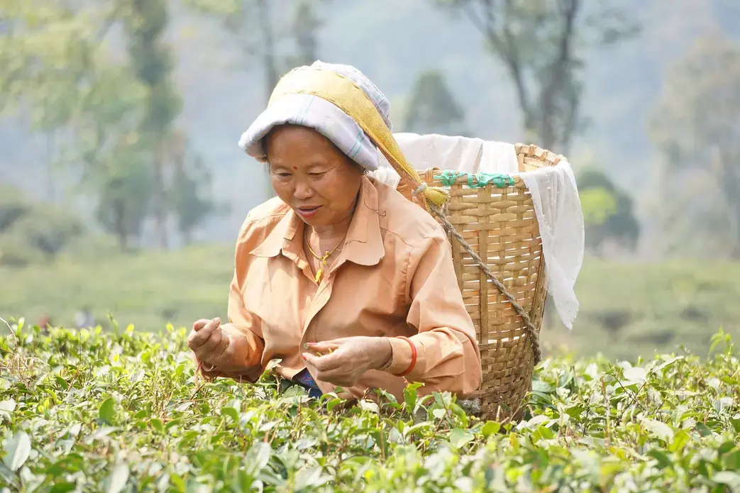 Traditionally, women of Nepalese origin do tea plucking in Darjeeling district. Image by Esha Chhabra. India, 2017.