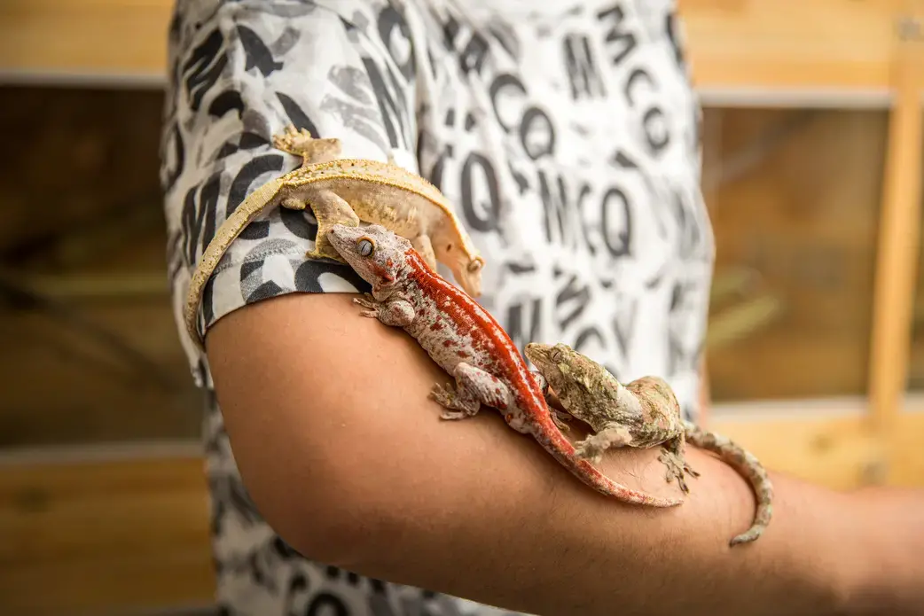 Wang Ke, 30, in his breeding farm with a red striped gargoyle gecko (Rhacodactylus auriculatus), a pinstripe crested gecko, and a mossy New Caledonian gecko (Mniarogekko chahoua). These geckos are only found in the forests of New Caledonia in the South Pacific with many listed as vulnerable due to pressures from human activities including logging, wildfires and forest clearance, and wildlife trafficking. Image by Sean Gallagher. China, 2017.