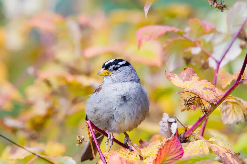 A white-crowned sparrow perches on a branch. Image by Belen Bilgic Schneider / Shutterstock. North America, undated.