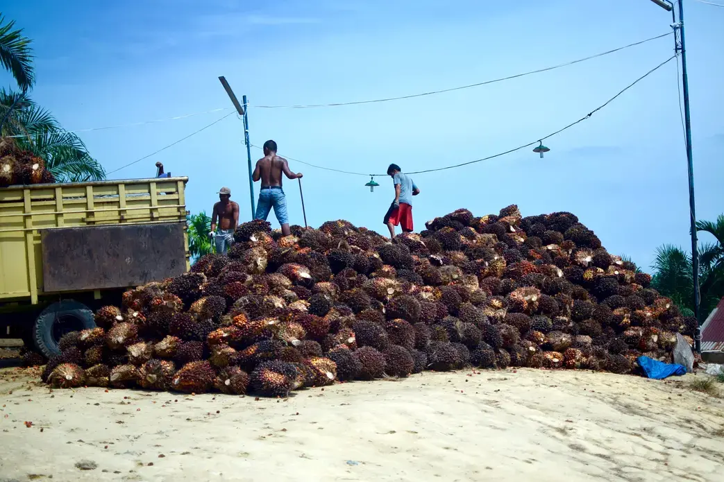 Workers load up palm oil fruit to be brought into a mill in Riau, Indonesia—the largest palm-oil producing province in Indonesia