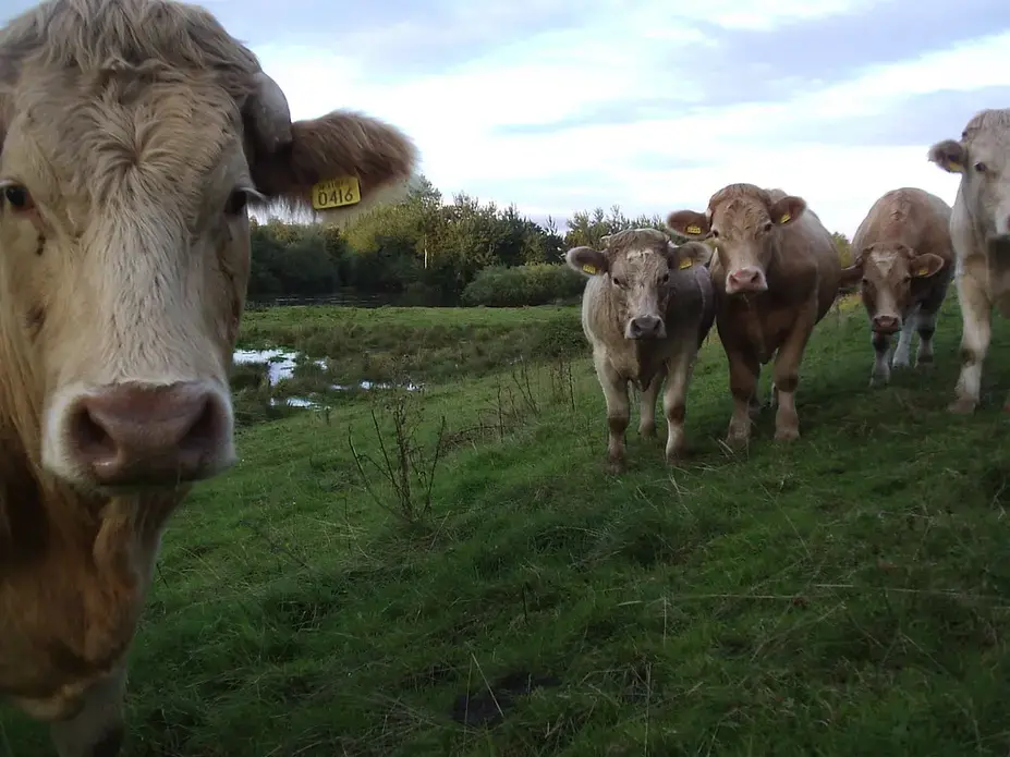 Cows grazing on a grassy field. Image courtesy of Flickr Creative Commons.
