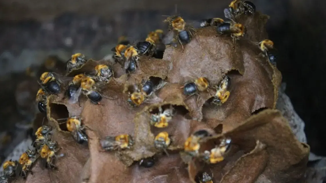 Uma colmeia na chicara João do Mel em Belterra, oeste do Pará. Imagem de Gabriel Siqueira/BBC. Brasil, data desconhecida.