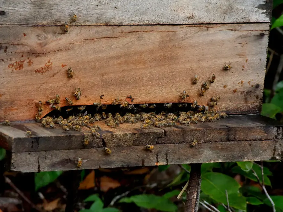 A hive of african bees is seen in apiary in the city of Eunapolis in the state of Bahia. Image by Joa Souza/Shutterstock. Brazil, 2010.