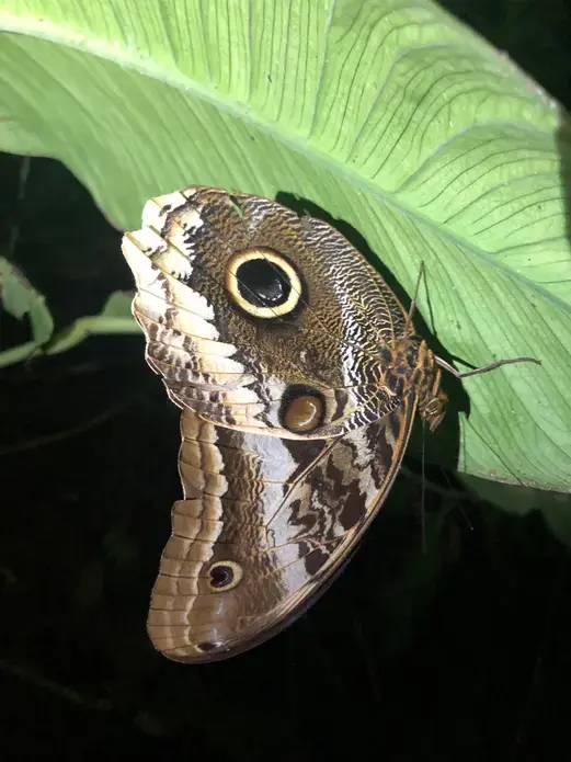 Owl moth, taken on night walk in Puerto Quito, Ecuador.&nbsp;Image by Ayanna Dickinson. Ecuador, 2019.