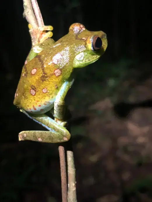 On a night walk in Puerto Quito, Ecuador.&nbsp;Image by Ayanna Dickinson. Ecuador, 2019.
