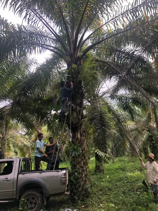 Installing thermistor devices in an African palm plantation.&nbsp;Image by Ayanna Dickinson. Ecuador, 2019.