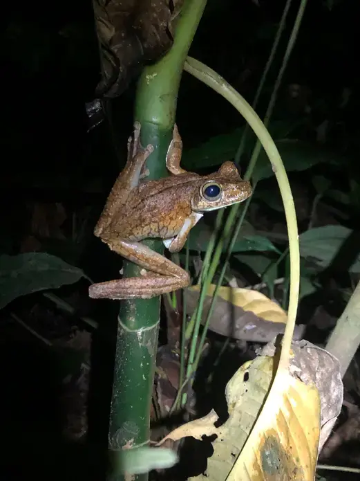On a night walk in Puerto Quito, Ecuador.&nbsp;Image by Ayanna Dickinson. Ecuador, 2019.