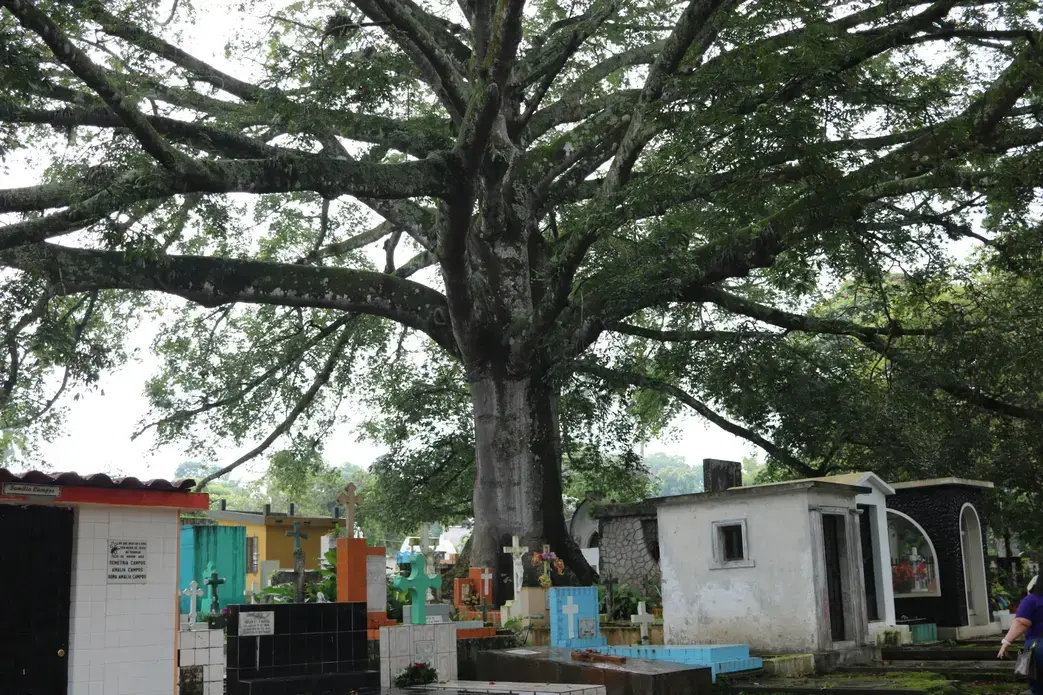 An enormous tree extends over the grave stones&nbsp;and mausoleums at the Cementerio Municipal Santa Tecla.&nbsp;Image by Lauryn Claassen. El Salvador, 2017.