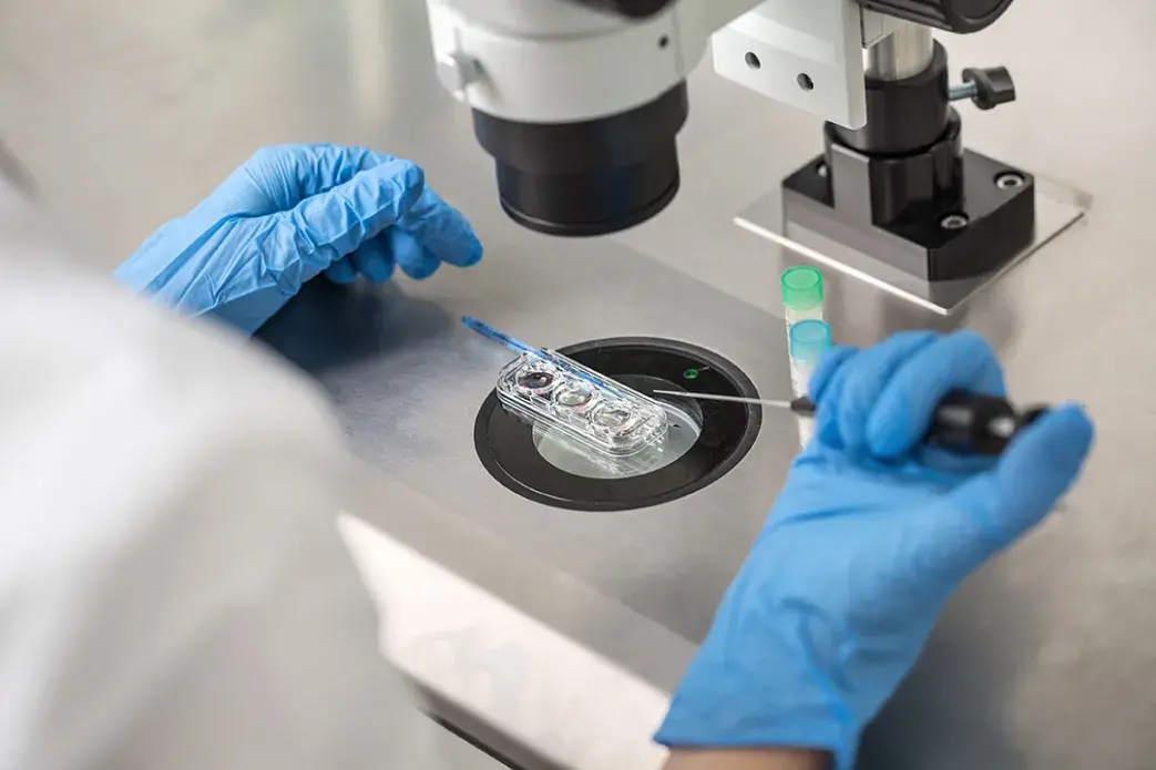 Technician does control check of in vitro fertilization process using a microscope. Image by Shutterstock. Undated.