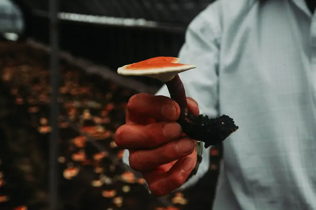 Reishi mushrooms before being transformed into Kouka.&nbsp;Image by Audrey Henson. Japan, 2019.