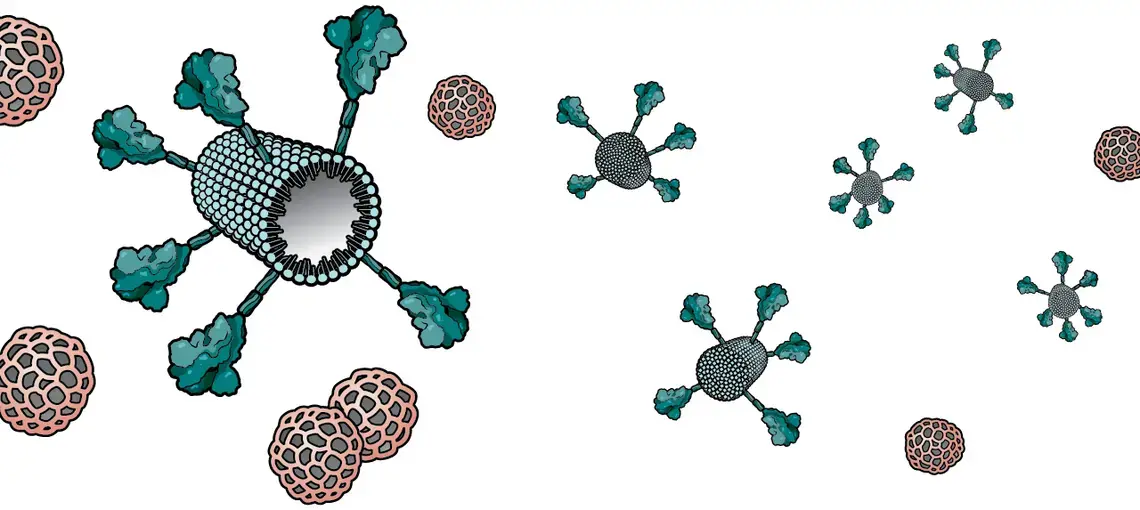 Novavax’s vaccine is made of tiny particles studded with the coronavirus spike protein plus honeycomblike molecules, derived from plants, that stimulate the immune system. Illustration by A. Kitterman and V. Altounian/Science.