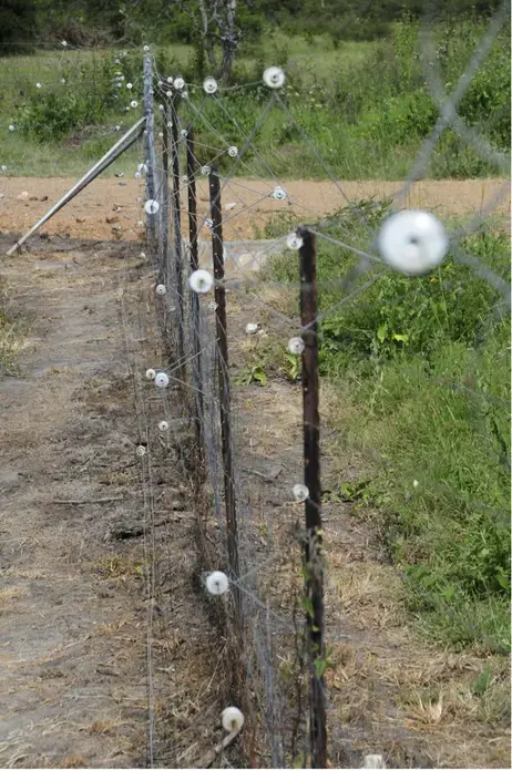 A snapshot of the electric fence surrounding Akagera National Park. Image by Amy Vedder, Rwanda 2017.