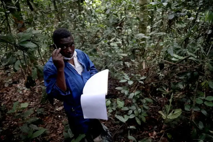 Bonobo tracker Nioka Monsiu monitors the great apes’ daily behavior. Image by Peter Yeung/The Los Angeles Times. Congo, 2020.