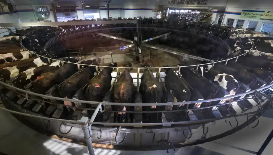 Dairy cows. Image by Mark Hoffman. United States, 2019.