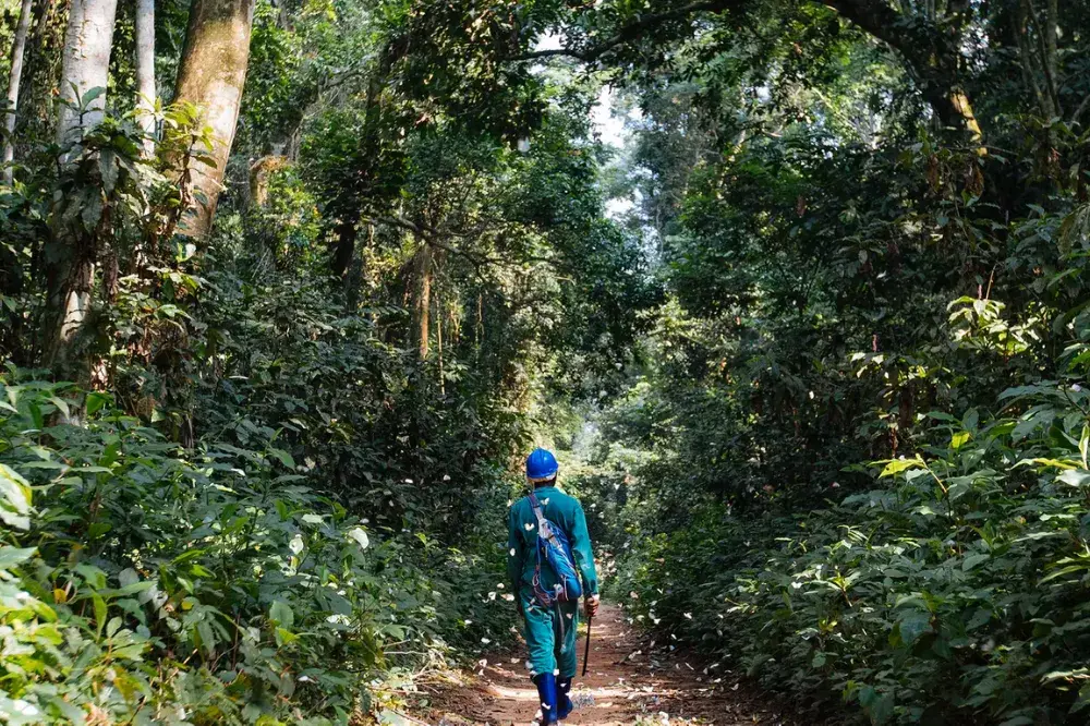 If Afrormosia goes extinct, it could threaten the forest’s resilience and stability, increasing greenhouse gas emissions and unleashing more chaotic weather on Africa and the rest of the world. It’s in everyone’s interest to protect these trees. Image by Sarah Waiswa. Democratic Republic of Congo, 2019.