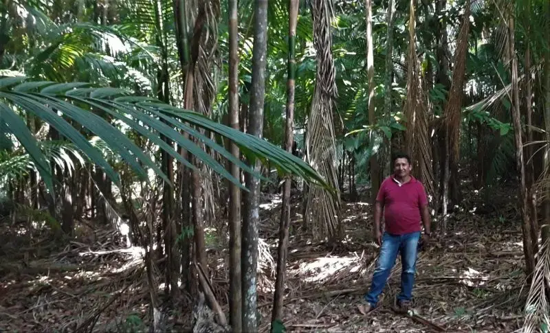 “A lot of people were structured because of Bolsa Verde,” says Ladilson Amaral, resident of the Eixo Forte settlement in Santarém, amid the açaí tree. Image by Maurício Angelo. Brazil, 2019.