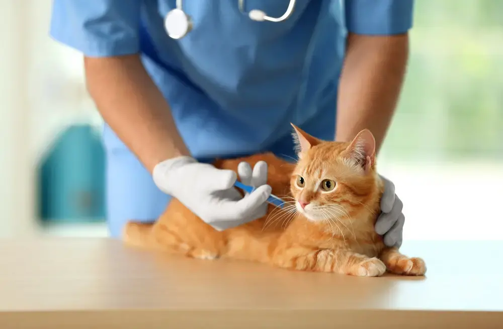 Veterinarian vaccinating a cat at a vet clinic. Image by Africa Studio / Shutterstock.