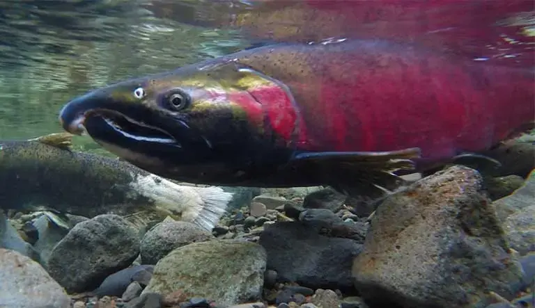 Coho spawning on the Salmon River in Oregon. Image courtesy of the Oregon Bureau of Land Management. United States.