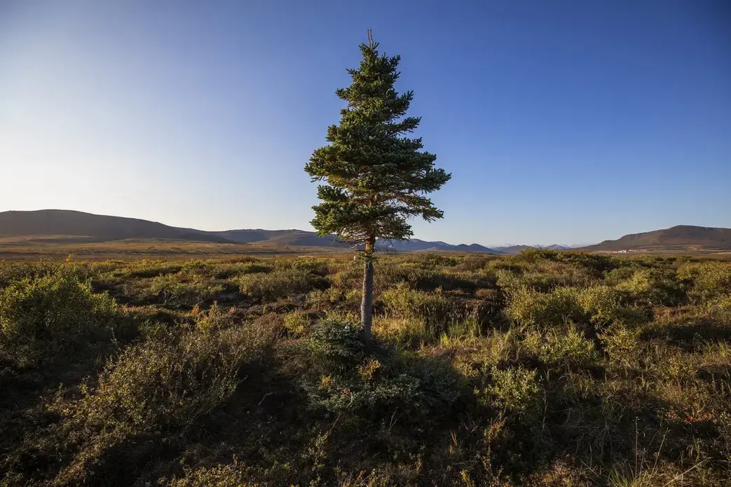 As permafrost thaws in Northwest Alaska, a lone spruce tree finds room to grow in a stretch of tundra outside Nome. Image by Steve Ringman. United States, 2019.