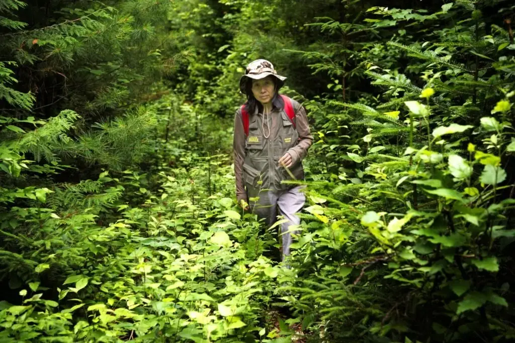 Sally Kwan hikes through what once was a logging road but now filled with young growth forest in T5 R7 in the Unorganized Territories of western Maine wilderness near the border with Canada on July 22, 2019. Image by Michael G. Seamans. United States, 2019.