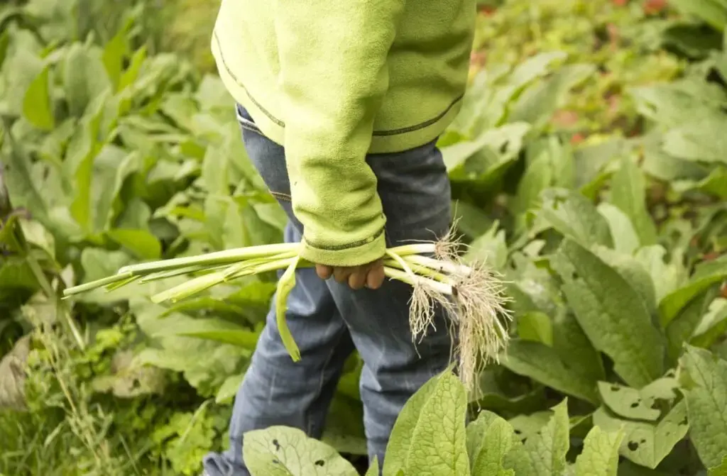 Sally Kwan harvests some green onions from the garden for the night's dinner in T5 R7 in the Unorganized Territories on Sept. 17, 2019. Image by Michael G. Seamans. United States, 2019.
