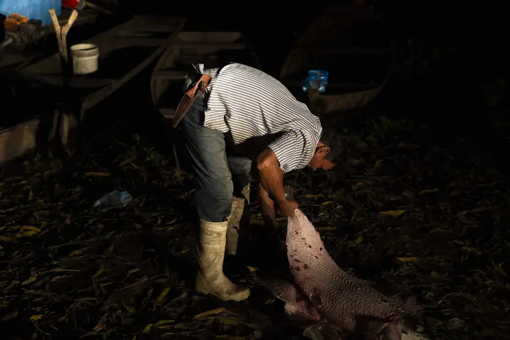 Fishermen in San Lorenzo have yet to decide if they think the paiche is a blessing or a curse. Nearly every man there lives on what he can earn by fishing the new species, but for most its presence is also an indication of an uncertain future. Image by Felipe Luna. Bolivia, 2018.