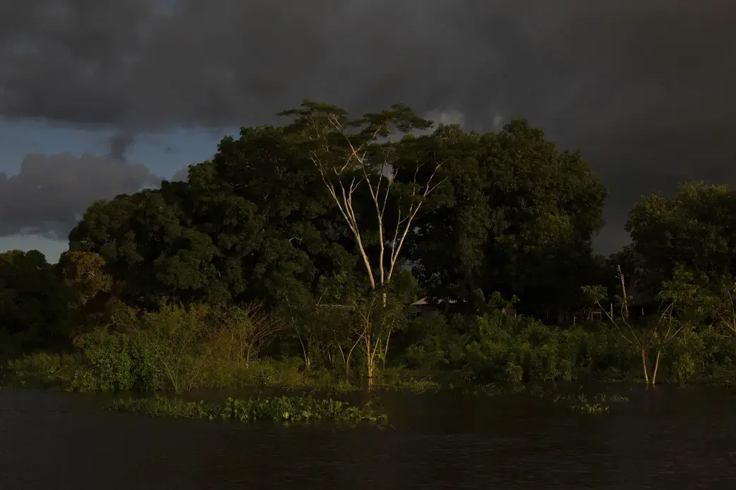 It's unclear just how long the paiche has been in the Mamoré or exactly how it got there. Many fishermen here believe it entered half a decade ago, the result of an especially heavy flood season that was precipitated, they say, by the construction of hydroelectric dams across the border in Brazil. Image by Felipe Luna. Bolivia, 2018.