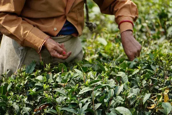 Women workin&nbsp;in the tea fields and help&nbsp;with manual tasks such as sorting through dried leaves after harvest. Image by Esha Chhabra. India, 2017.
