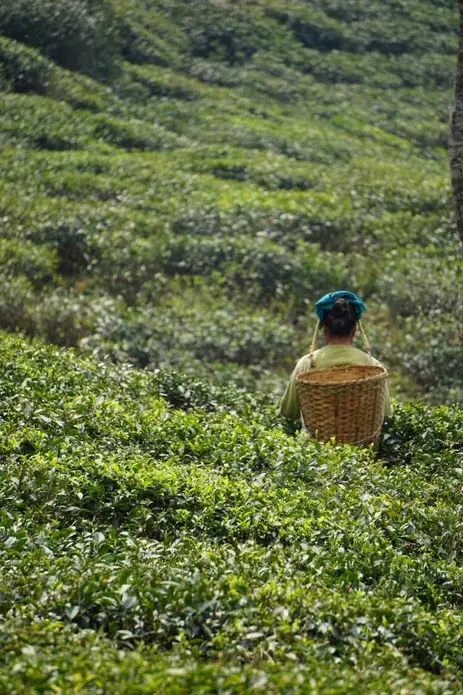 Women working at Jungpana Tea Estate. Image by Esha Chhabra. India, 2017.