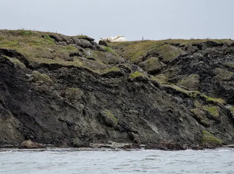 Polar bear cuddle puddle. Image by Nick Mott. United States, 2019.