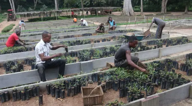 Transplanting seedlings at the Isalowe nursery. Image by Thierry-Paul Kalonji Kalonga. Democratic Republic of Congo, 2020.
