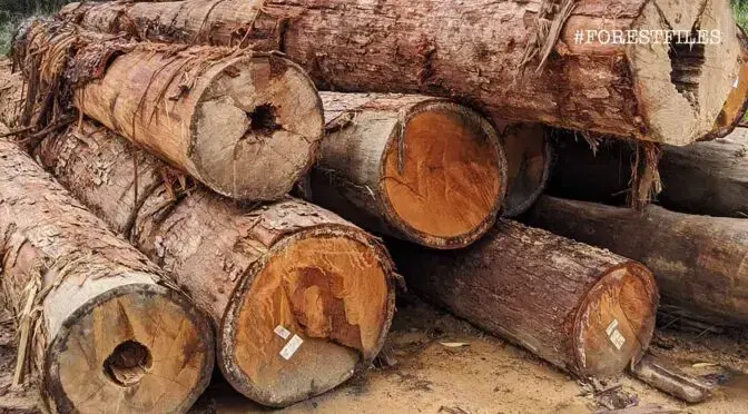 Logs, like these harvested from a permanent reserve forest in Johor, are an important source of revenue for many state governments. Image by YH Law. Malaysia, 2020.