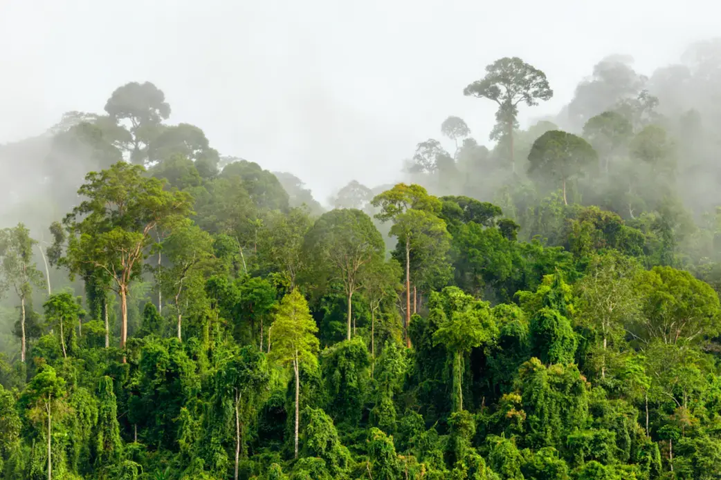 Treetops of dense tropical rainforest with morning fog located near the Malaysia-Kalimantan Border. Image by Shutterstock. Malaysia, date unknown.