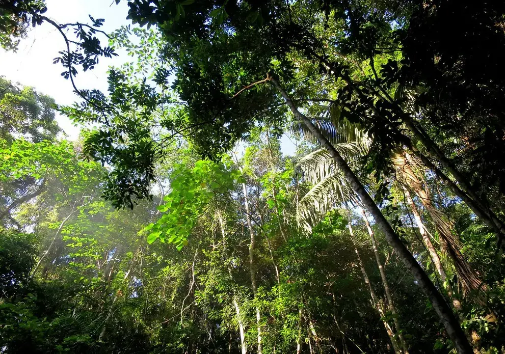 A worm's eye view of a verdant forest.